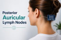 Posterior Auricular Lymph Nodes