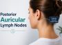 Posterior Auricular Lymph Nodes